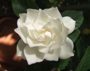 800px-White_Gardenia_flower